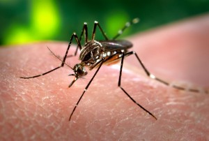 Hoje em dia, uma grande ameaça é o mosquito aedes aegypti, causador da dengue, do zika vírus e da chikungunya.