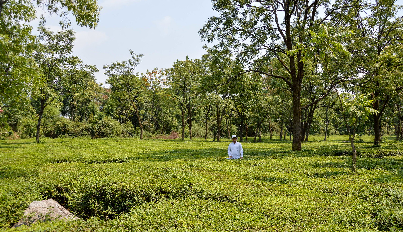 Tea Farms - Palampur HP Tea Farms - Palampur HP