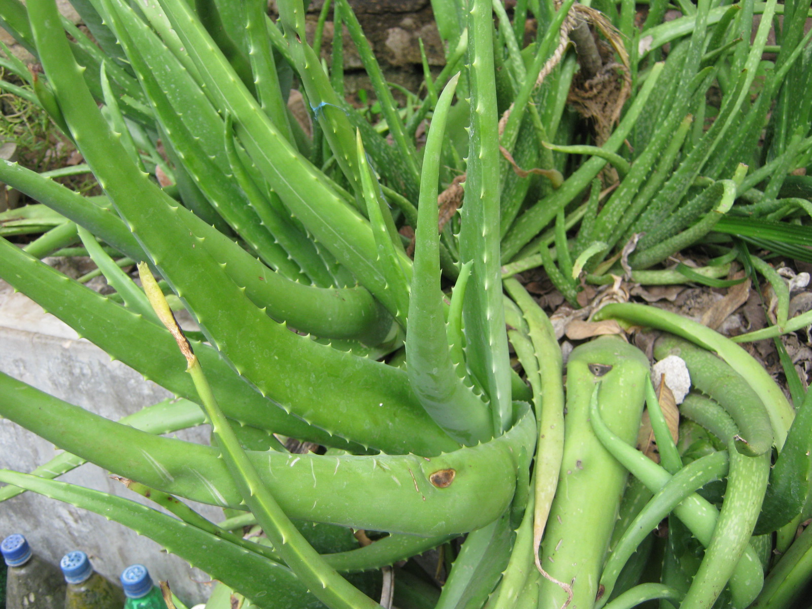Aloe vera Aloe vera