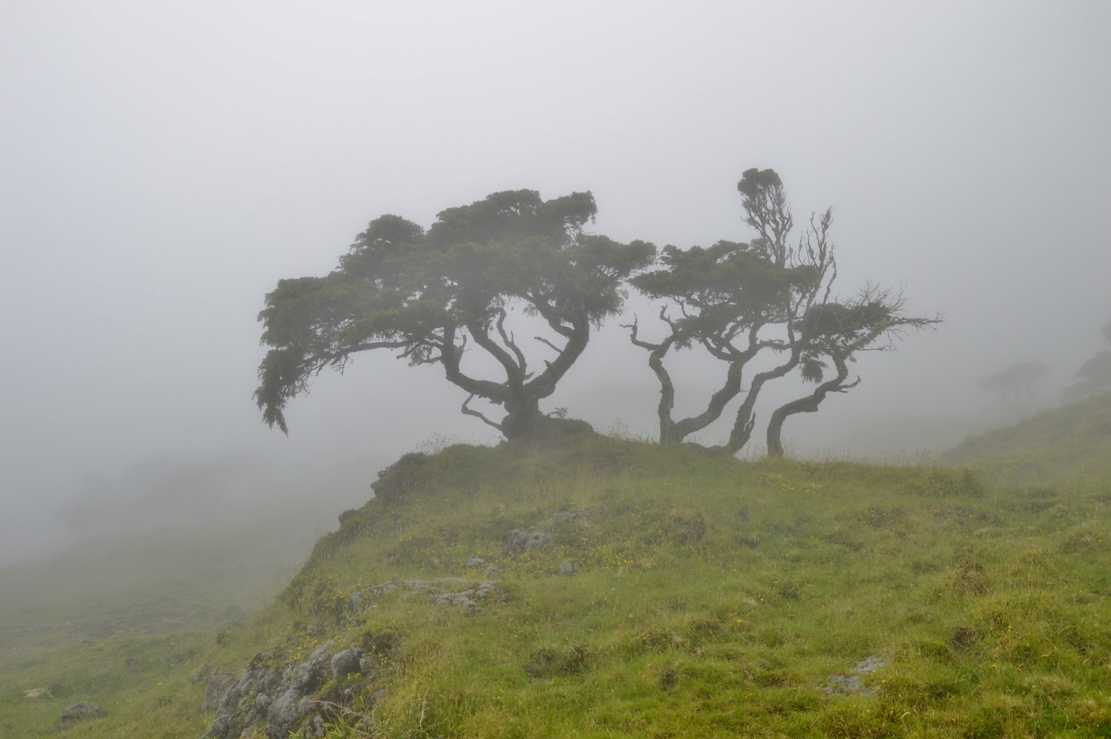 Back from the Azores island of Pico in a nutshell. Back from the Azores island of Pico in a nutshell.