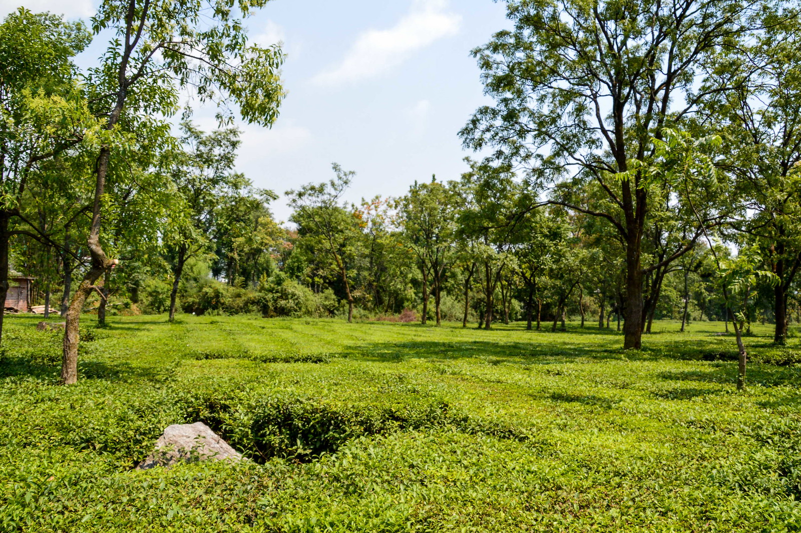 Tea Farms - Palampur HP Tea Farms - Palampur HP